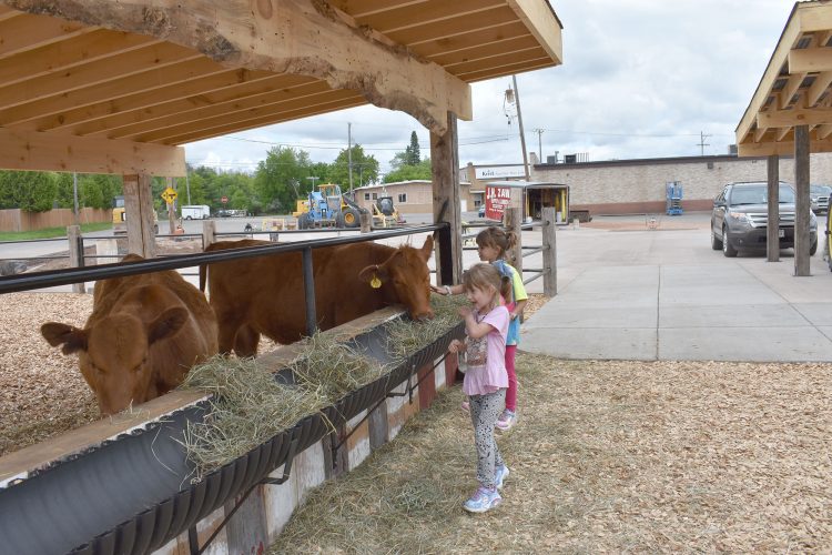 IM allows cows at ice cream business News, Sports, Jobs The Daily News